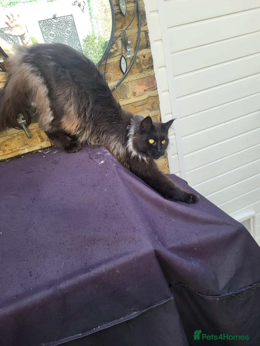 Maine Coon cats for sale: Beautiful Maine coon ready for her forever 🏡  - Advert 14