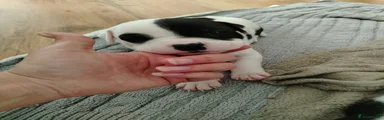 Staffordshire Bull Terrier 4
