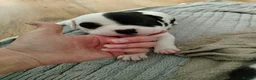 Staffordshire Bull Terrier dogs for sale: Lovely little staffy puppies  - Advert 16