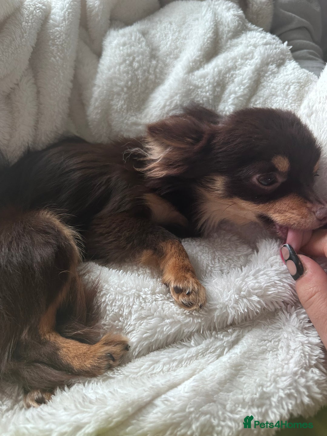 Chihuahua dogs for sale: Cuddly boy - Advert 2