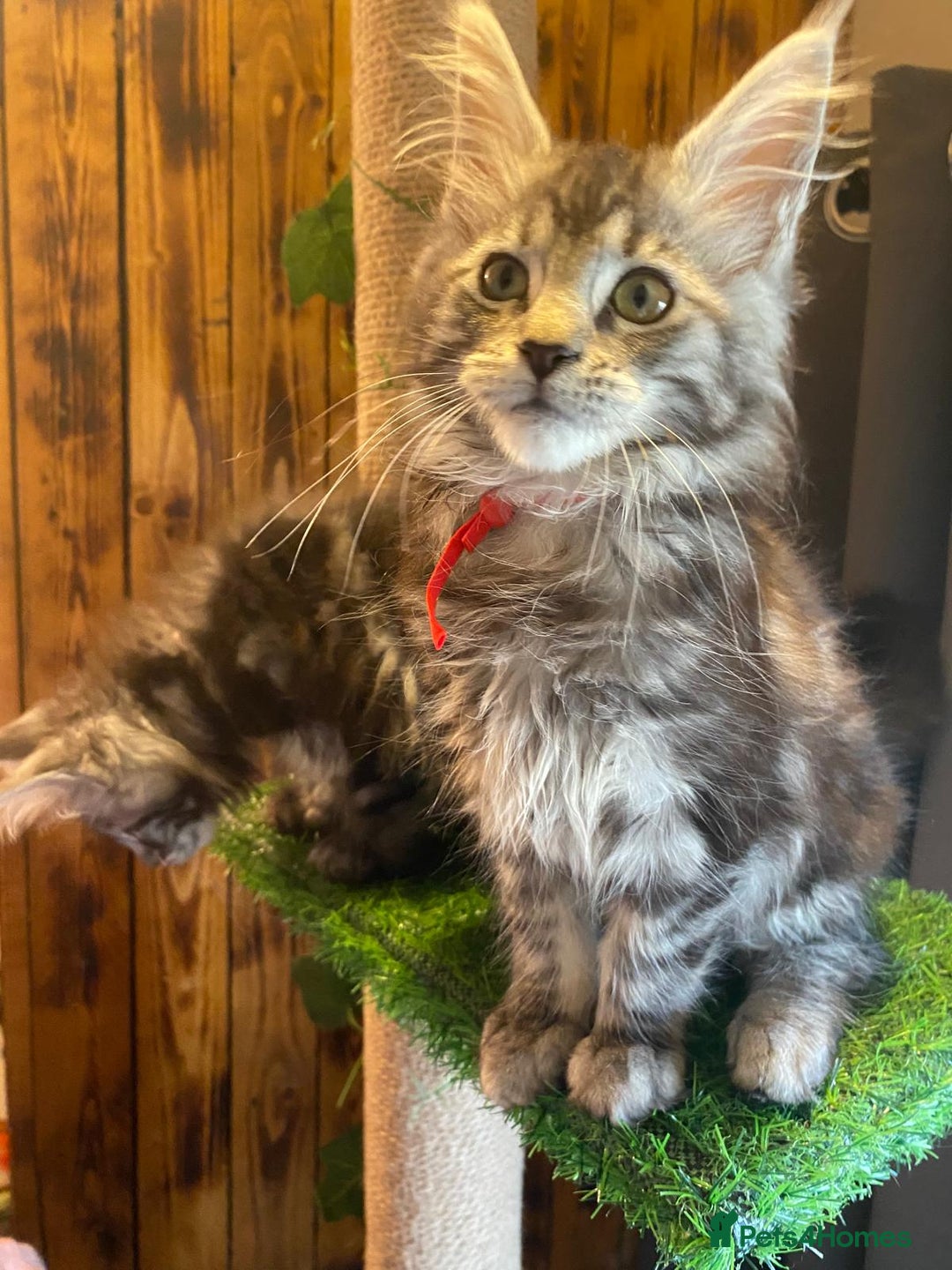 Maine Coon cats for sale: Gccf maine coon babies - Advert 26
