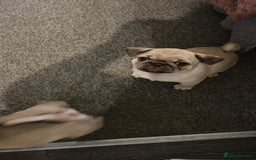 Pug dogs for sale: Pug puppy for sale - Image 2