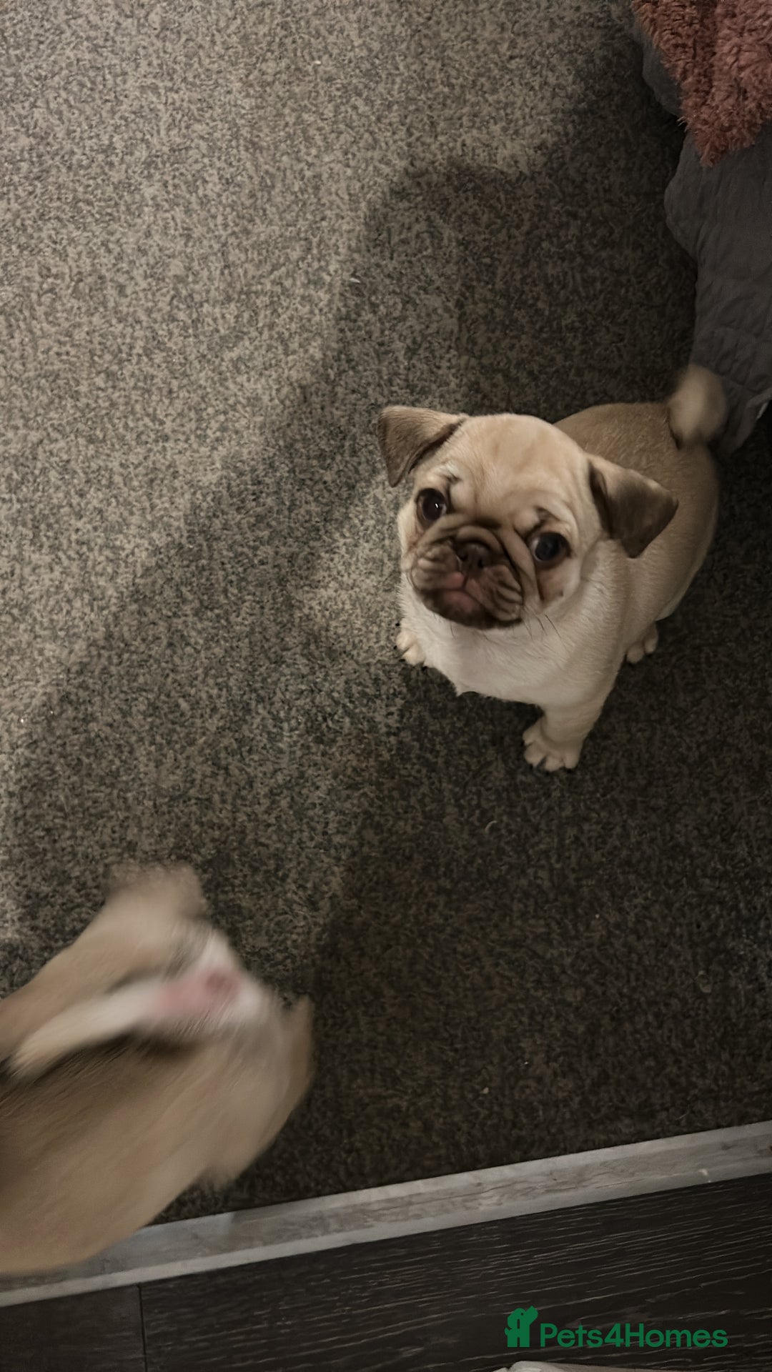 Pug dogs for sale: Pug puppy for sale - Image 2