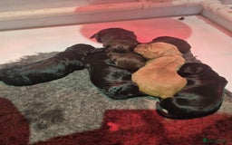 Cocker Spaniel dogs for sale: Kc registered working cocker spaniels - Image 1