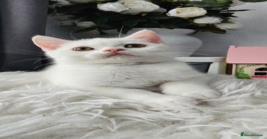 Scottish Fold cats - Advert 11
