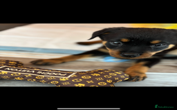Rottweiler dogs for sale: Gorgeous 9-Week-Old Female Rottweiler Puppy –m - Image 4