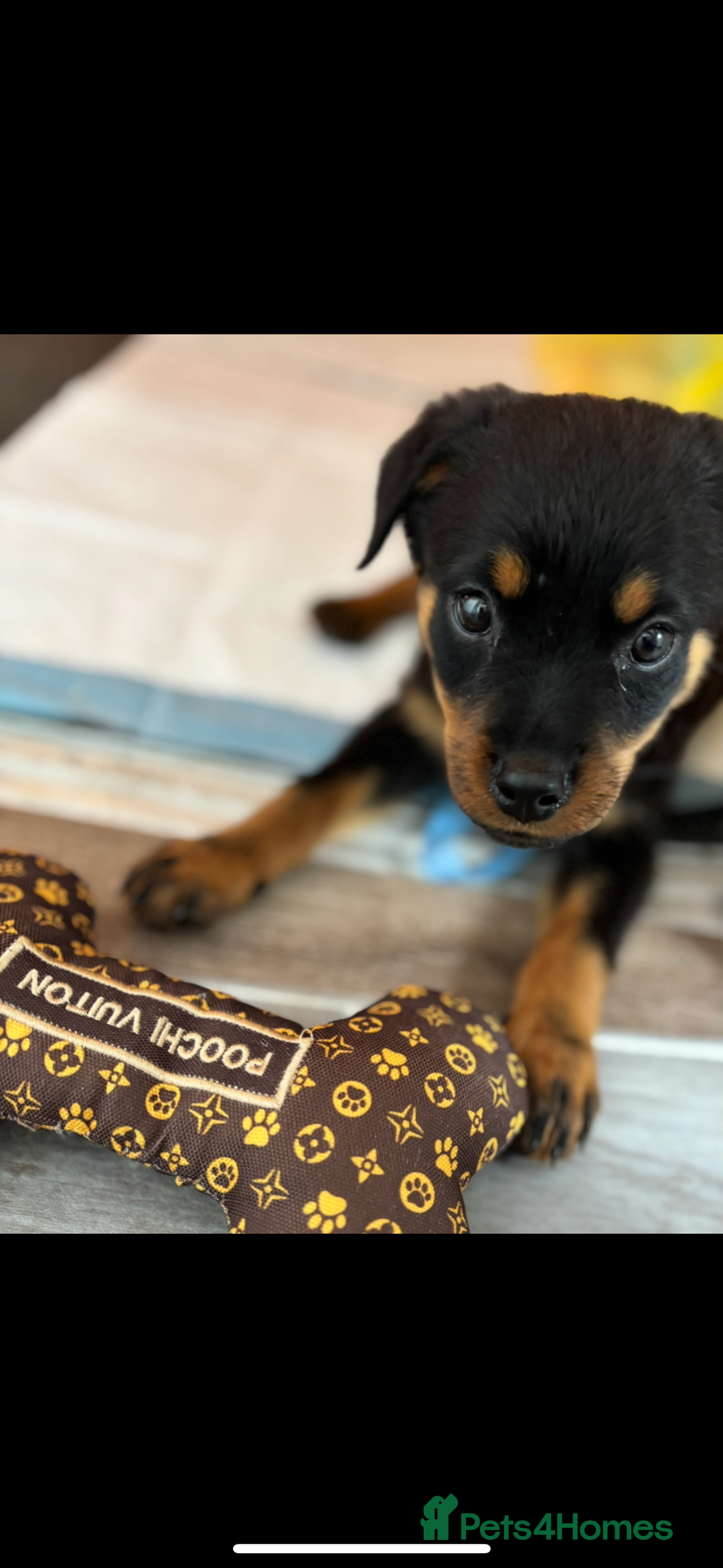 Rottweiler dogs for sale: Gorgeous 9-Week-Old Female Rottweiler Puppy –m - Image 4