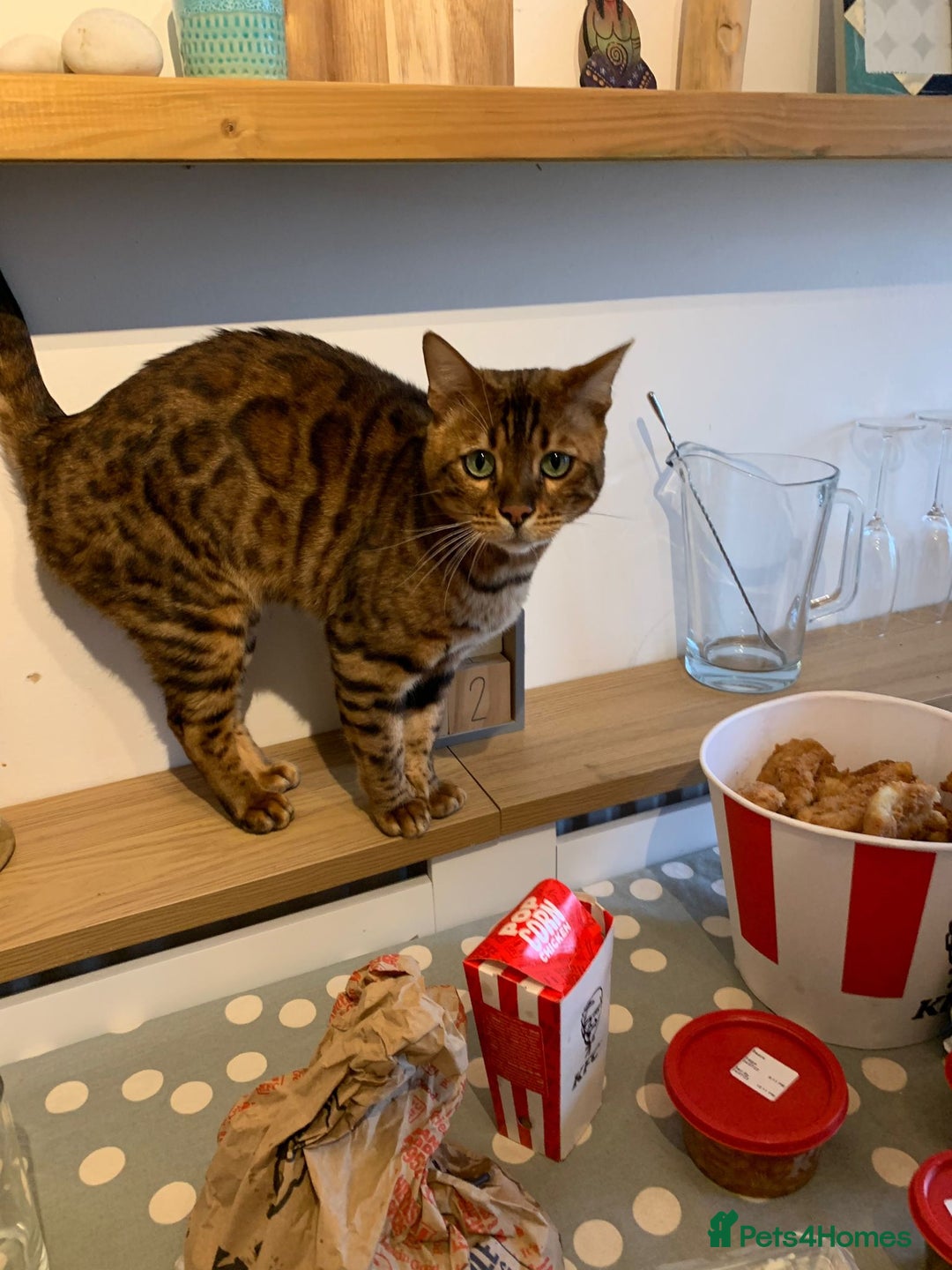 Bengal cats for sale: 5 year old male bengal cat.  - Advert 18