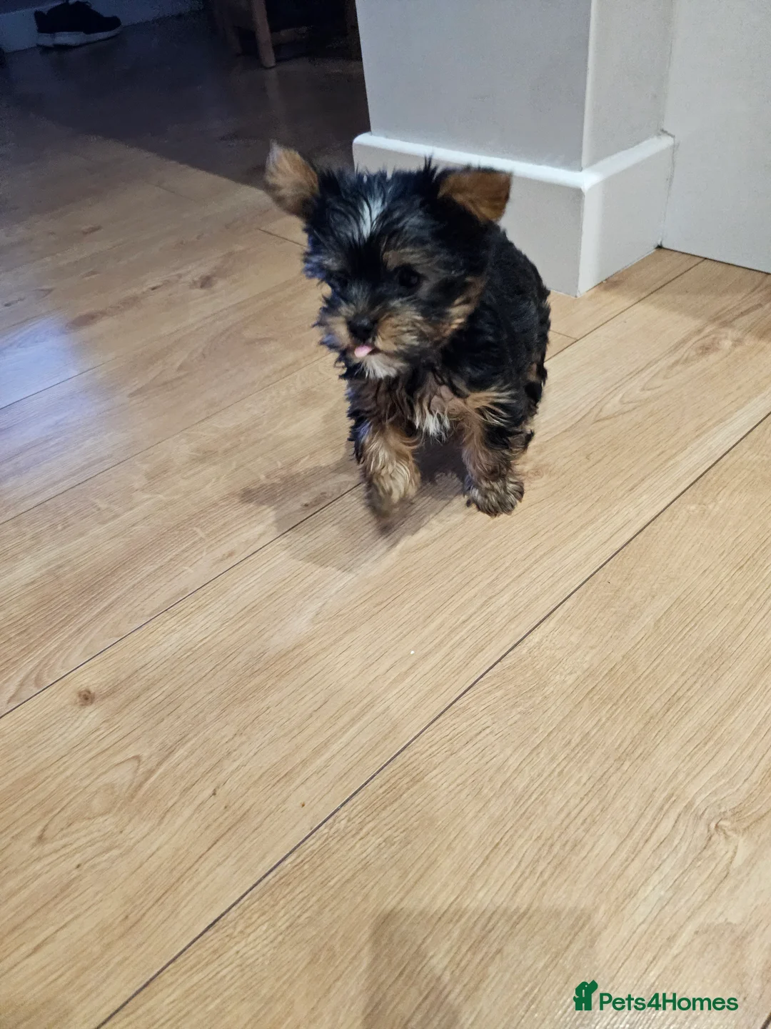 Yorkshire Terrier dogs for sale: Beautiful loving boy for sale - Advert 5