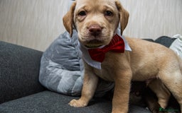 Labrador Retriever dogs for sale: Rehoming our beautiful boys, 9 month old labradors - Image 12