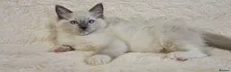 Ragdoll cats for sale: 💕BEAUTIFUL TICA REGISTERED RAGDOLLS KITTENS💕  - Advert 33