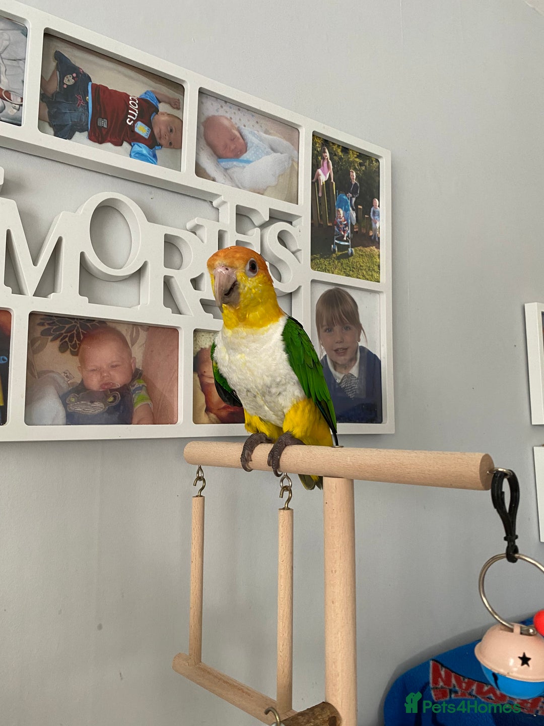 Parrots birds for sale: Female white bellied caique - Image 2
