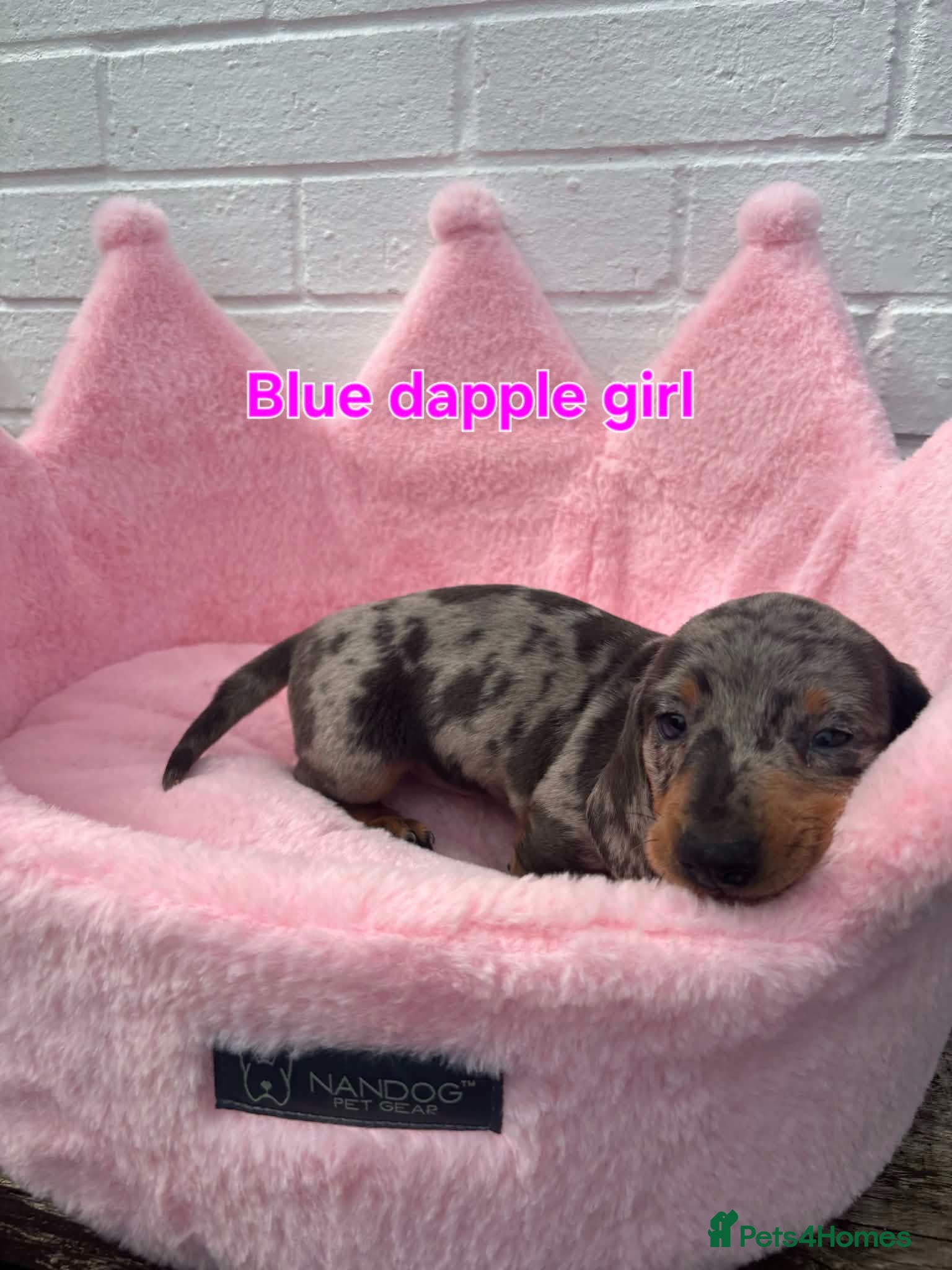 Dachshund dogs Minature Dachshund pups - Advert 1