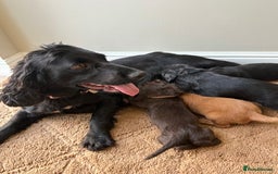 Cocker Spaniel dogs for sale: Stunning cocker spaniel puppies  - Image 4