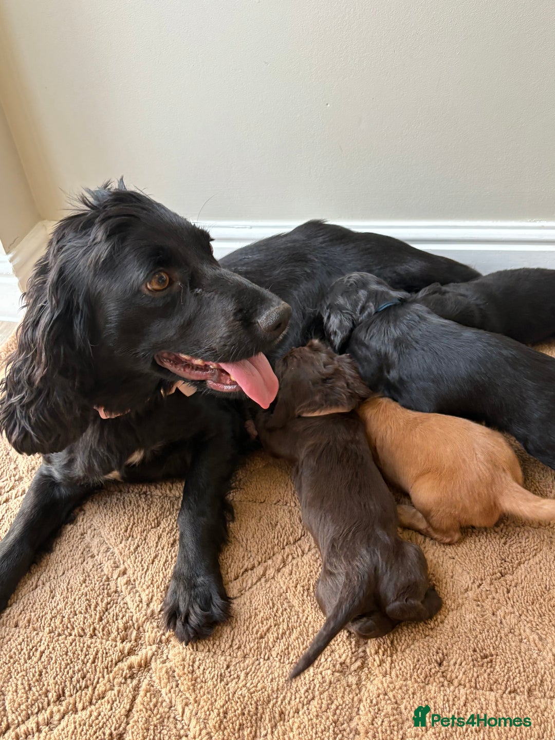 Cocker Spaniel dogs for sale: Stunning cocker spaniel puppies  - Image 4