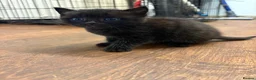 Mixed Breed cats for sale: 3 black female kitten with blue eyes - Advert 3