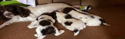 English Springer Spaniel dogs for sale: PEDIGREE WORKING SPRINGER SPANIEL PUPPIES in Grantown-on-Spey - Advert 1