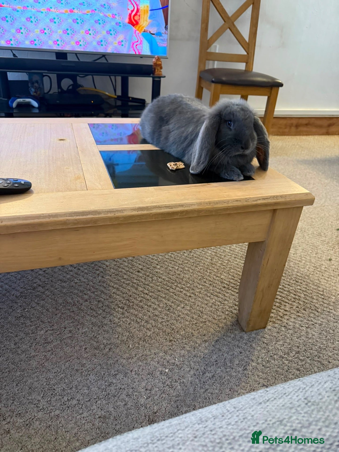 Mixed Breed rabbits Mix bread  - Advert 2
