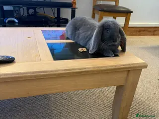 Mixed Breed rabbits Mix bread - Advert 2