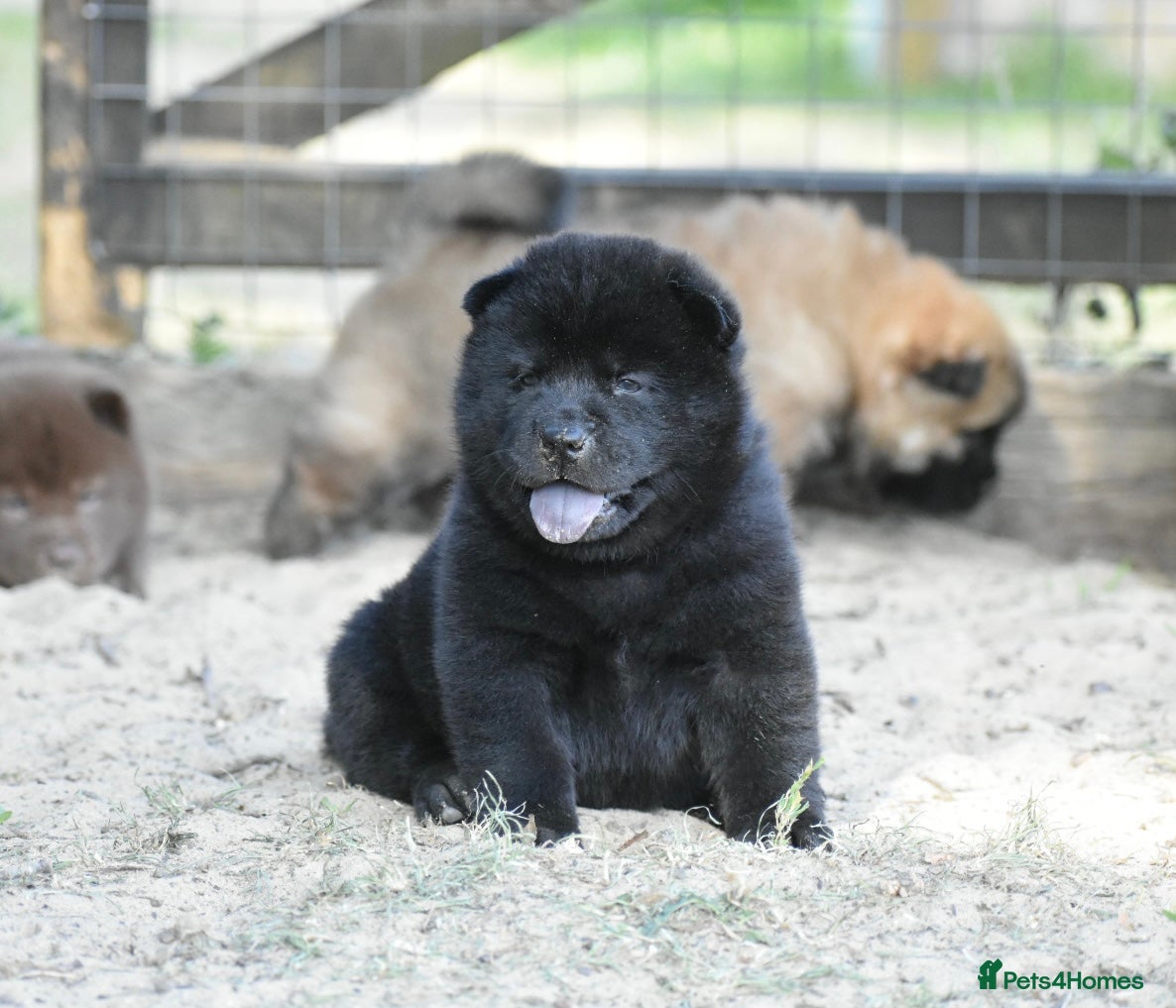 Mixed Breed dogs Beautiful teddy bear chowski puppies - Advert 1