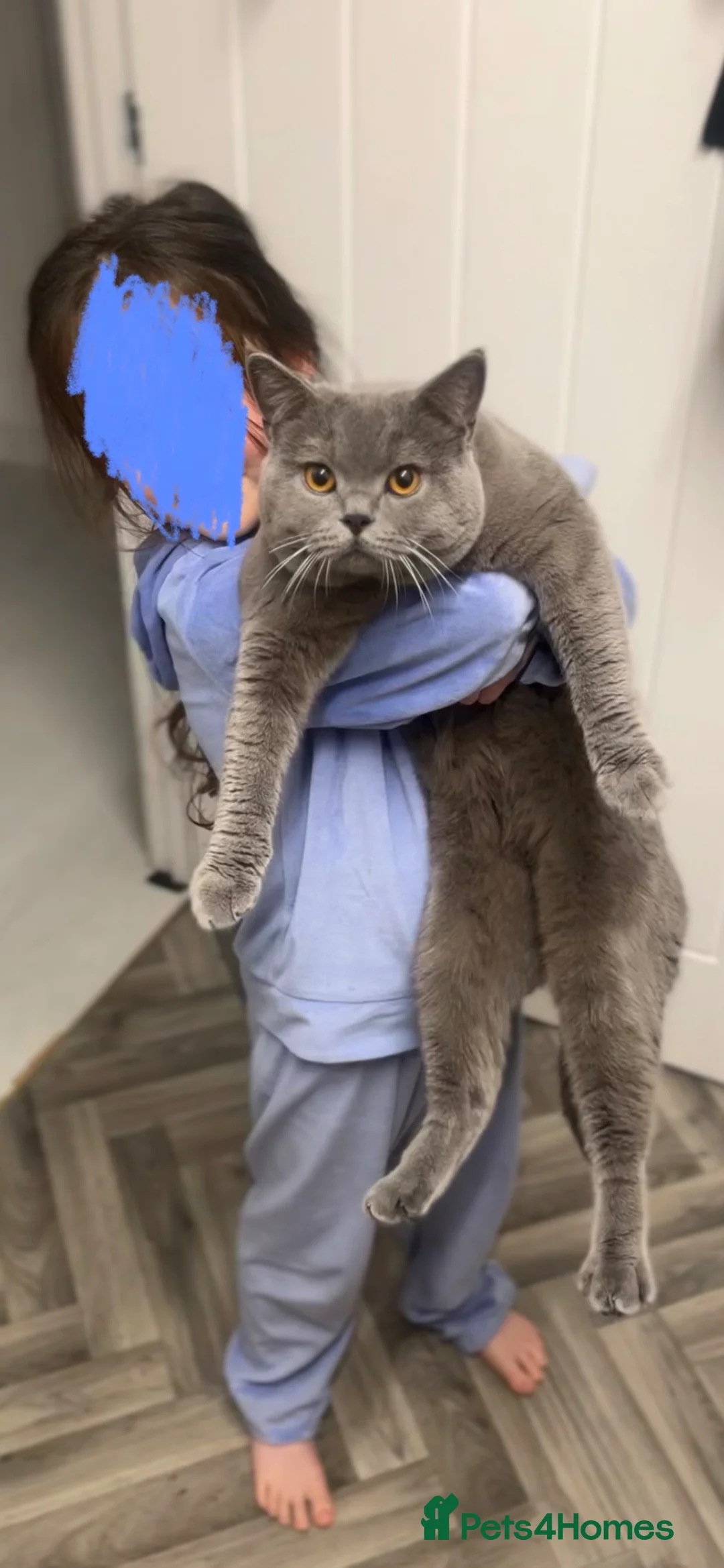 British Shorthair cats for sale: Blue British Shorthair GCCF Registered  - Advert 2