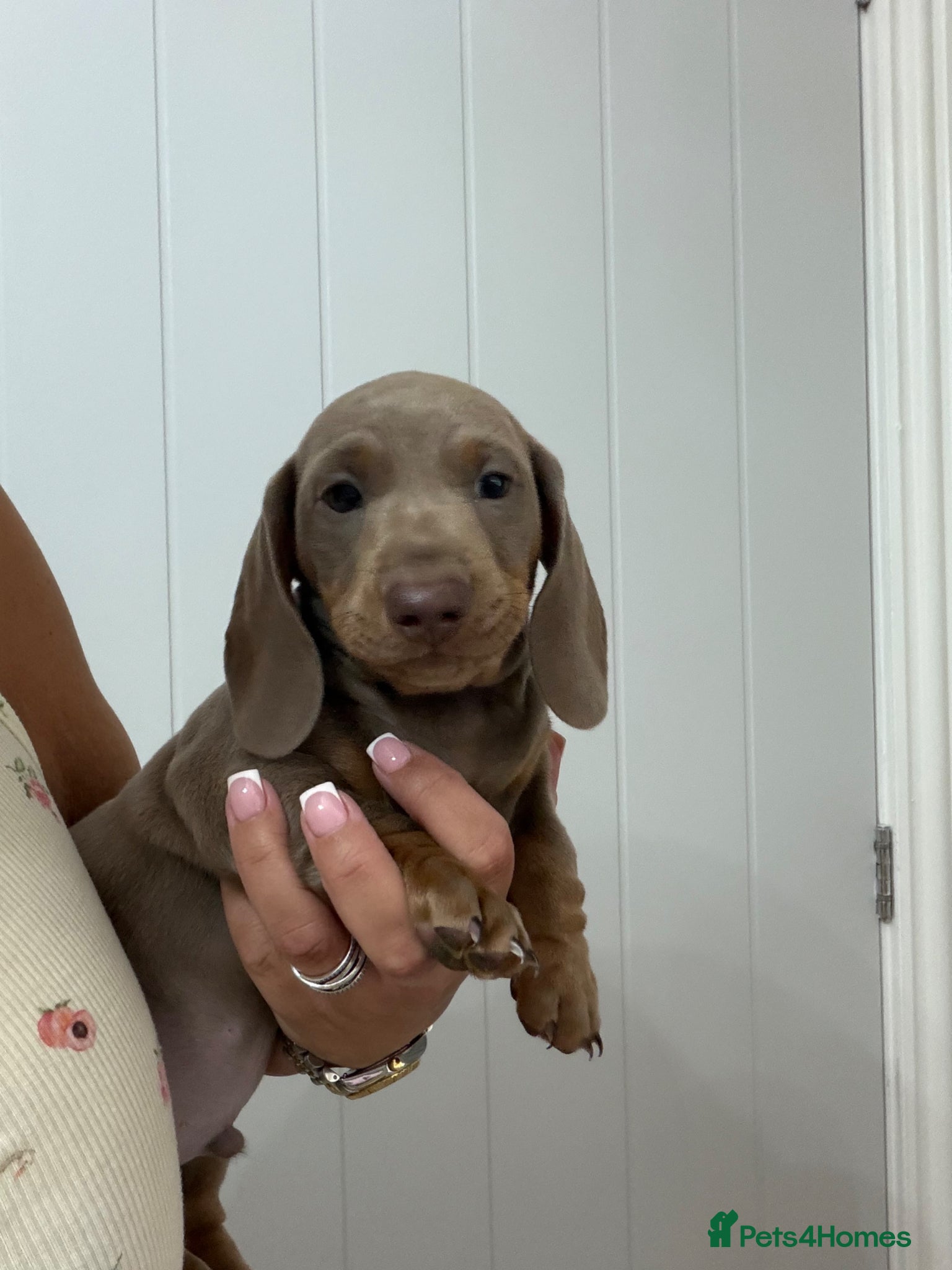 Miniature Dachshund dogs Last Stunning Boy Left  - Advert 1