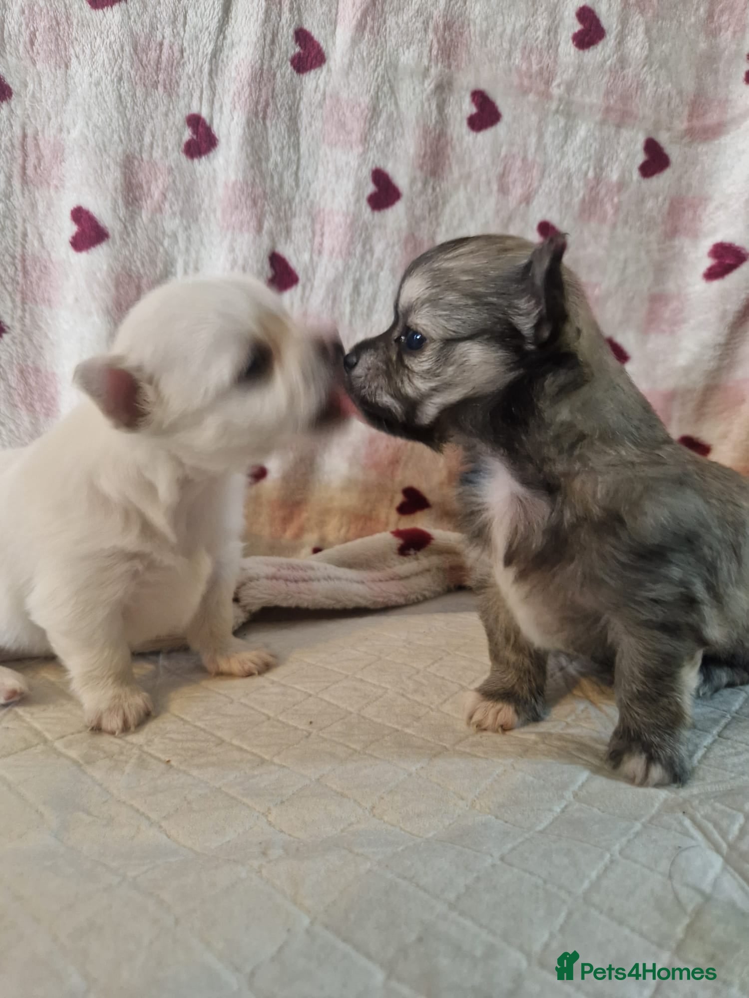 Chihuahua dogs 4 week Elite DNA-Tested Luxury Chihuahua Puppies - Advert 7