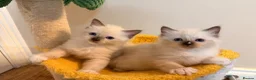 Ragdoll cats for sale: Stunning 🌟 Pure 🌟 Ragdoll Kittens PKD/HCM ✅  - Advert 1