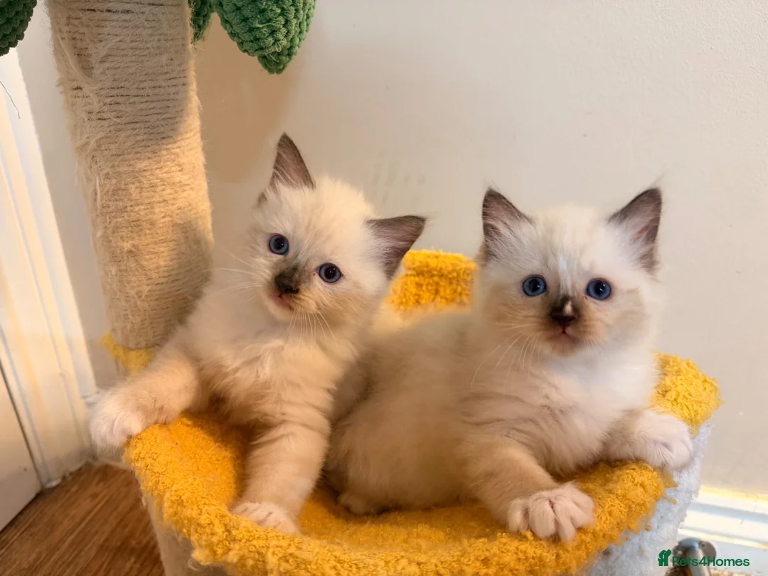Ragdoll cats for sale: Stunning 🌟 Pure 🌟 Ragdoll Kittens PKD/HCM ✅  - Advert 1