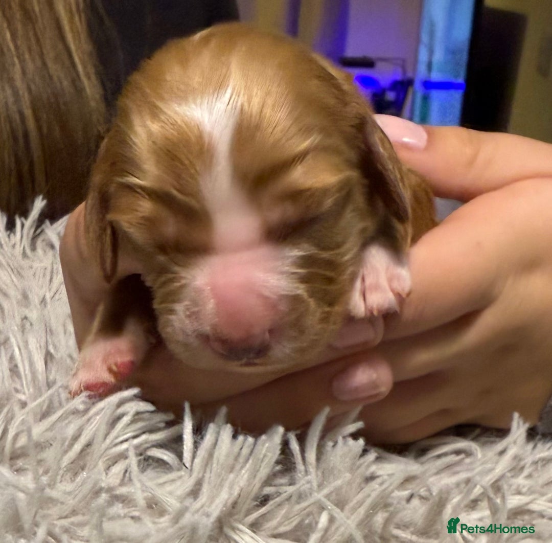 Sprocker dogs for sale: Sprocker puppies  - Advert 10