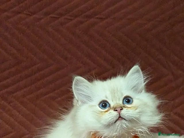 British Longhair cats TICA Longhair British girls❤️ - Advert 8