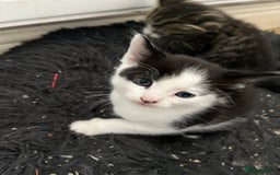 Mixed Breed cats for sale: 2 adorable male kittens for sale 🩵 - Image 8