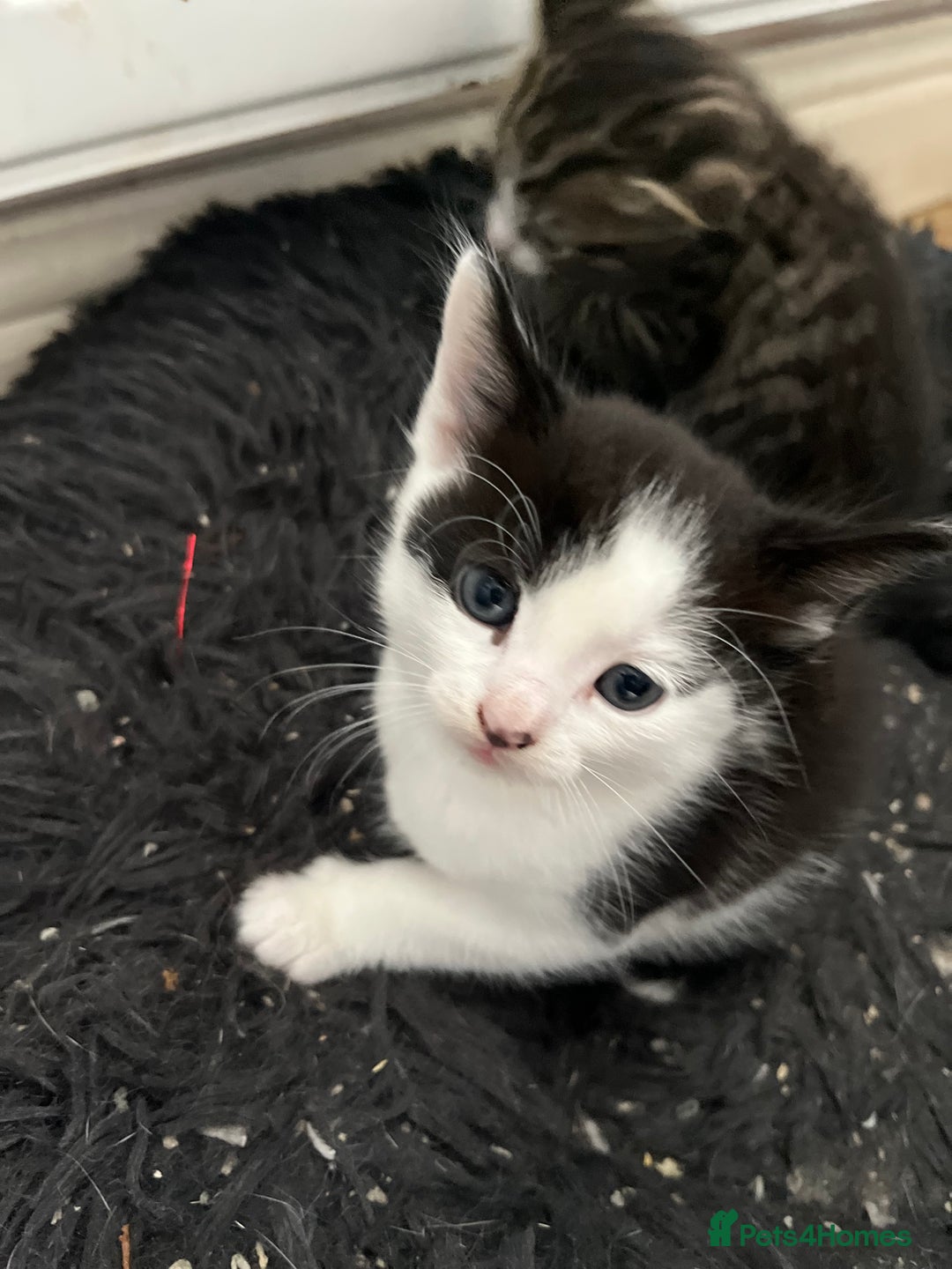 Mixed Breed cats for sale: 2 adorable male kittens for sale 🩵 - Image 8