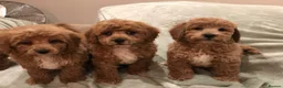 Cavapoo dogs for sale: 🐾Adventures of a curly cavapoo🐕 in Chessington - Advert 15