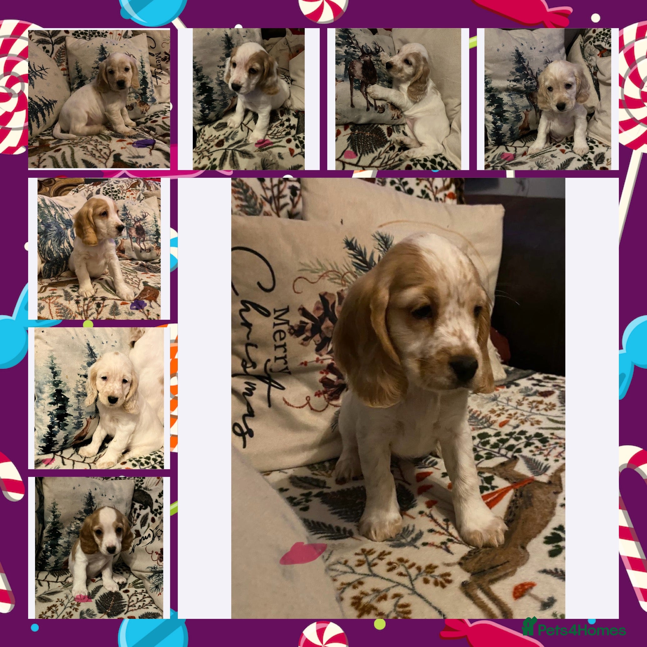 Cocker Spaniel dogs Cocker spaniel puppies (show type) - Advert 1