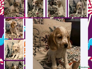 Cocker Spaniel dogs Cocker spaniel puppies (show type) - Advert 1