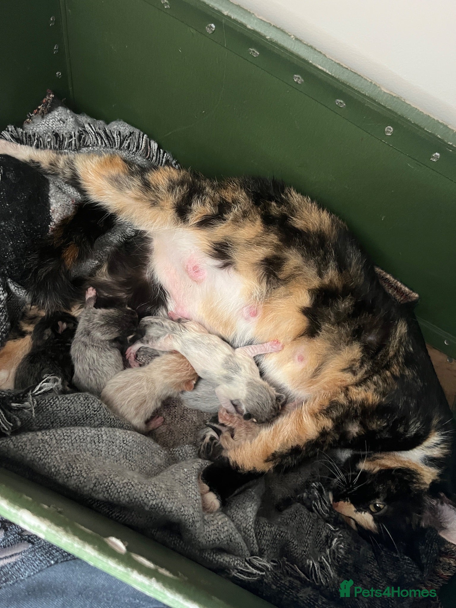 Mixed Breed cats Kittens, 11 weeks, Ready to Go! - Advert 10