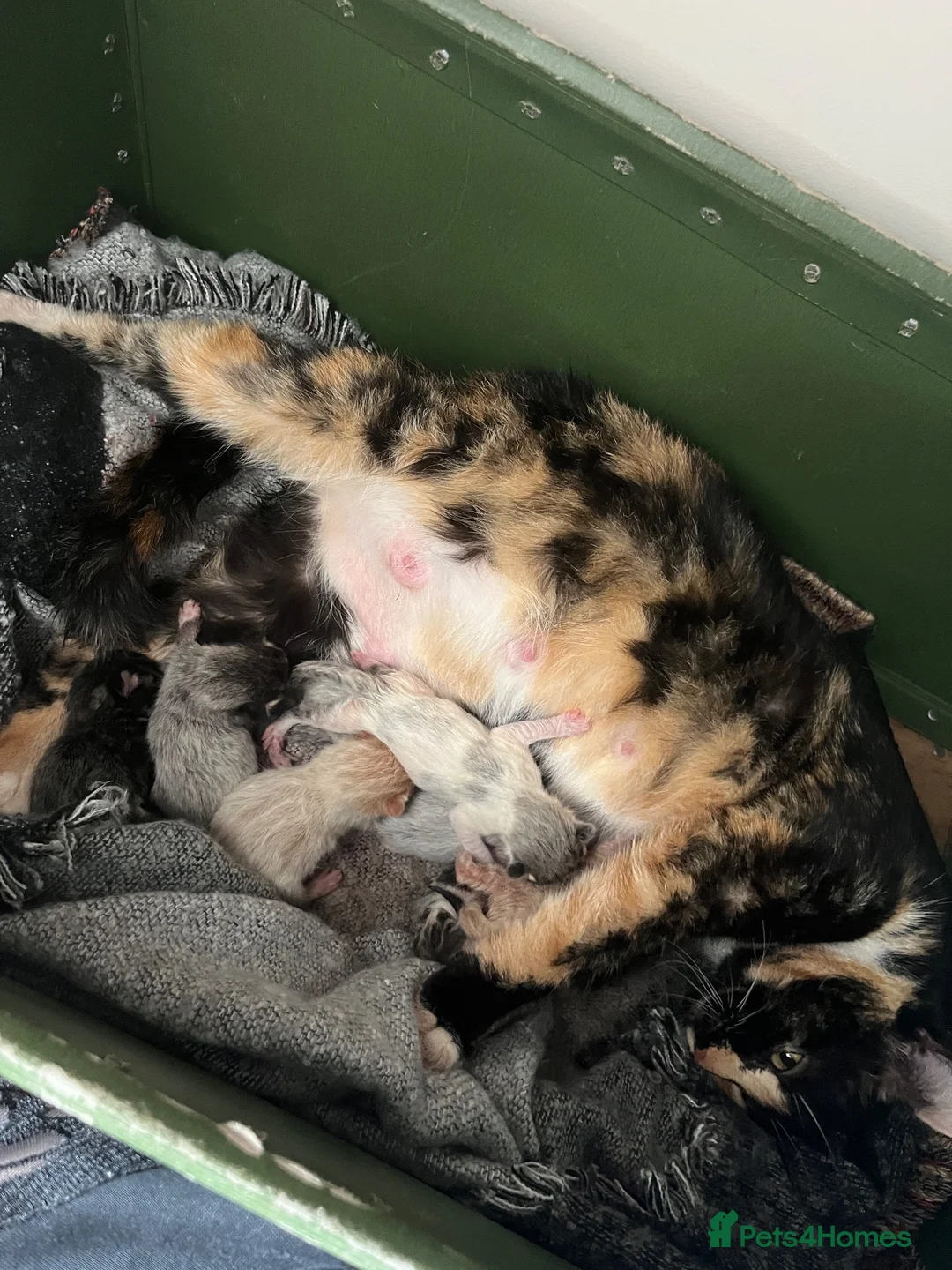 Mixed Breed cats for sale: Kittens, 11 weeks, Ready to Go! - Advert 1