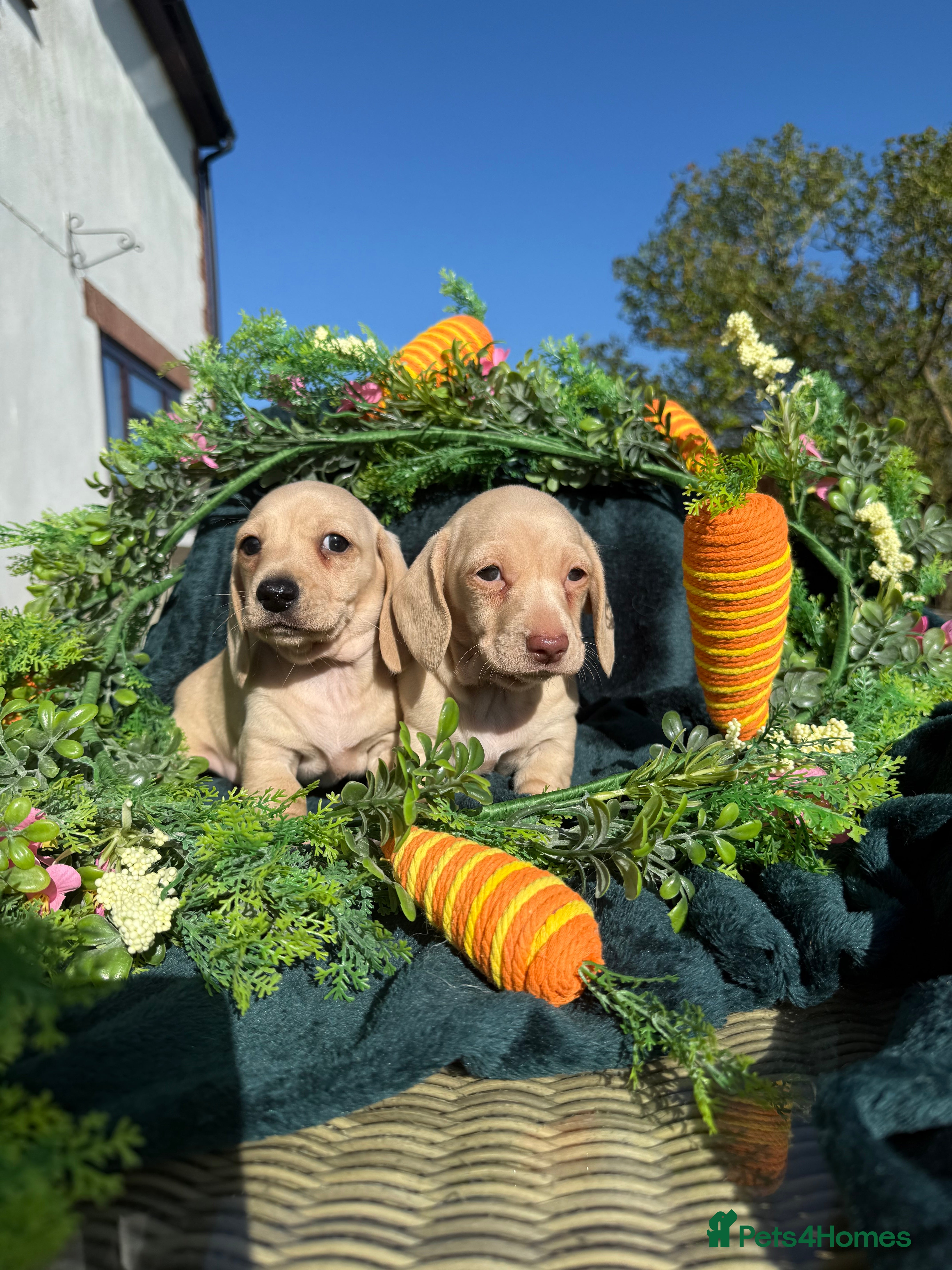 Miniature Dachshund dogs Stunning cream miniature smooth haired dachshunds  - Advert 1