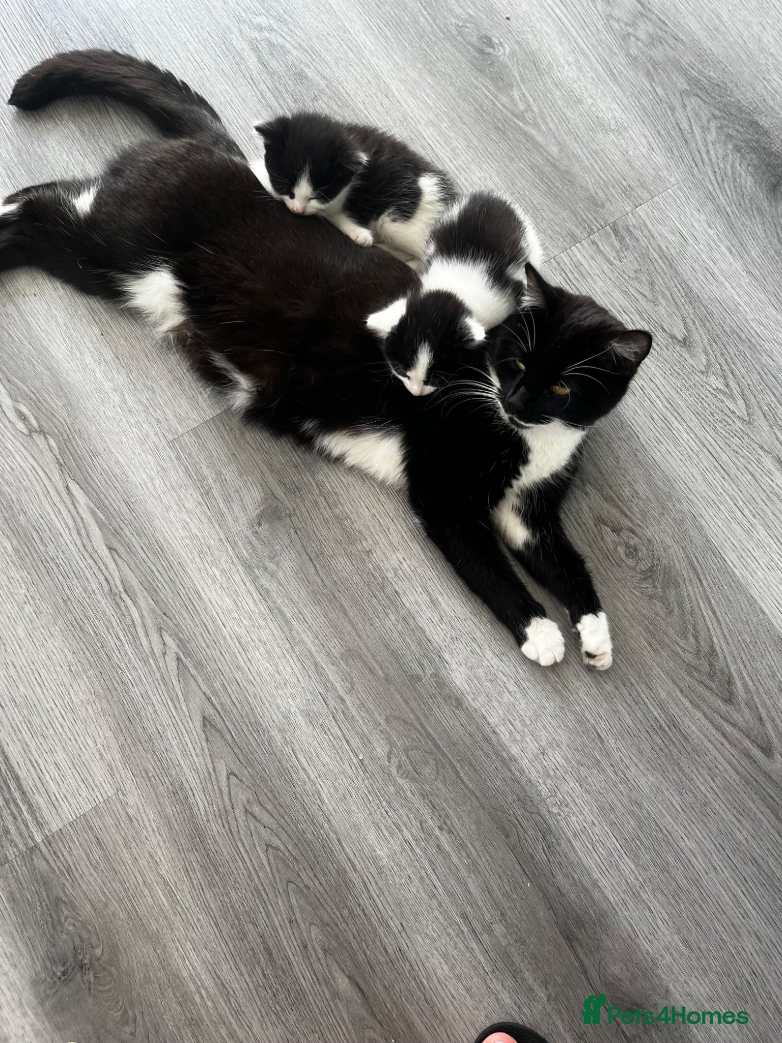 Mixed Breed cats Adorable kittens 🐈‍⬛  - Advert 2