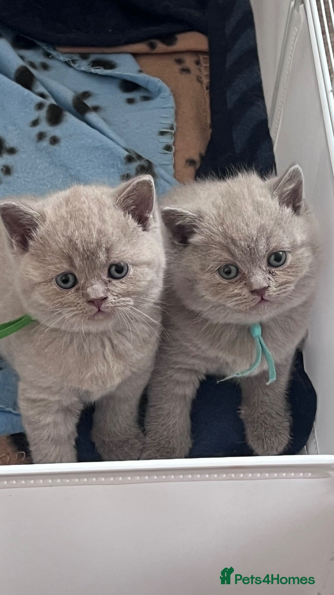 British Shorthair cats British Shorthair Fluffy Kittens 🐾  - Advert 5