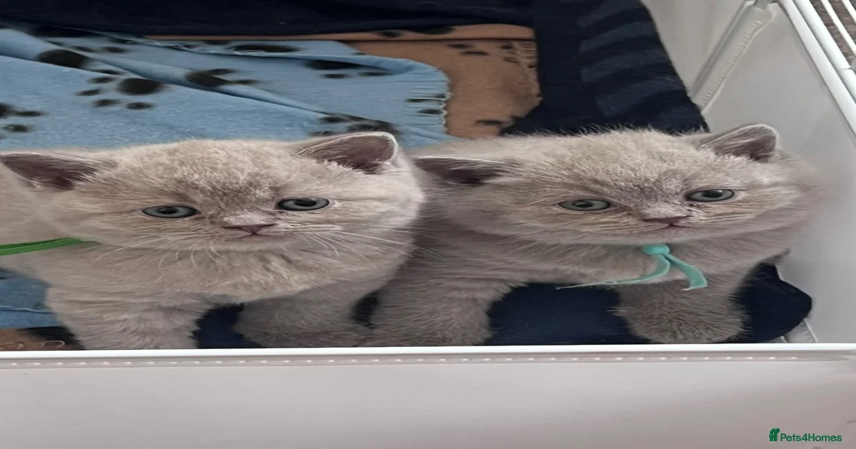 british-shorthair-fluffy-kittens-for-sale-in-bradford-pets4homes