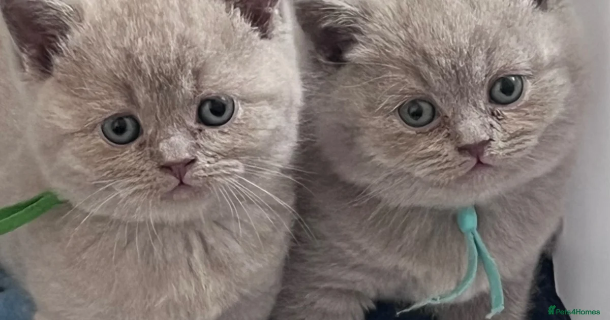 British Shorthair Fluffy Kittens For Sale In Bradford Pets4Homes british-shorthair-fluffy-kittens-for-sale-in-bradford-pets4homes