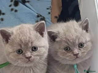 British Shorthair cats British Shorthair Fluffy Kittens 🐾 - Advert 1