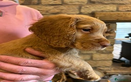 Cocker Spaniel dogs for sale: Gorgeous working cocker spaniels ready now  in Stockport - Image 11