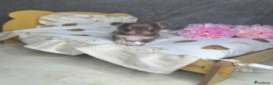 Chihuahua 4