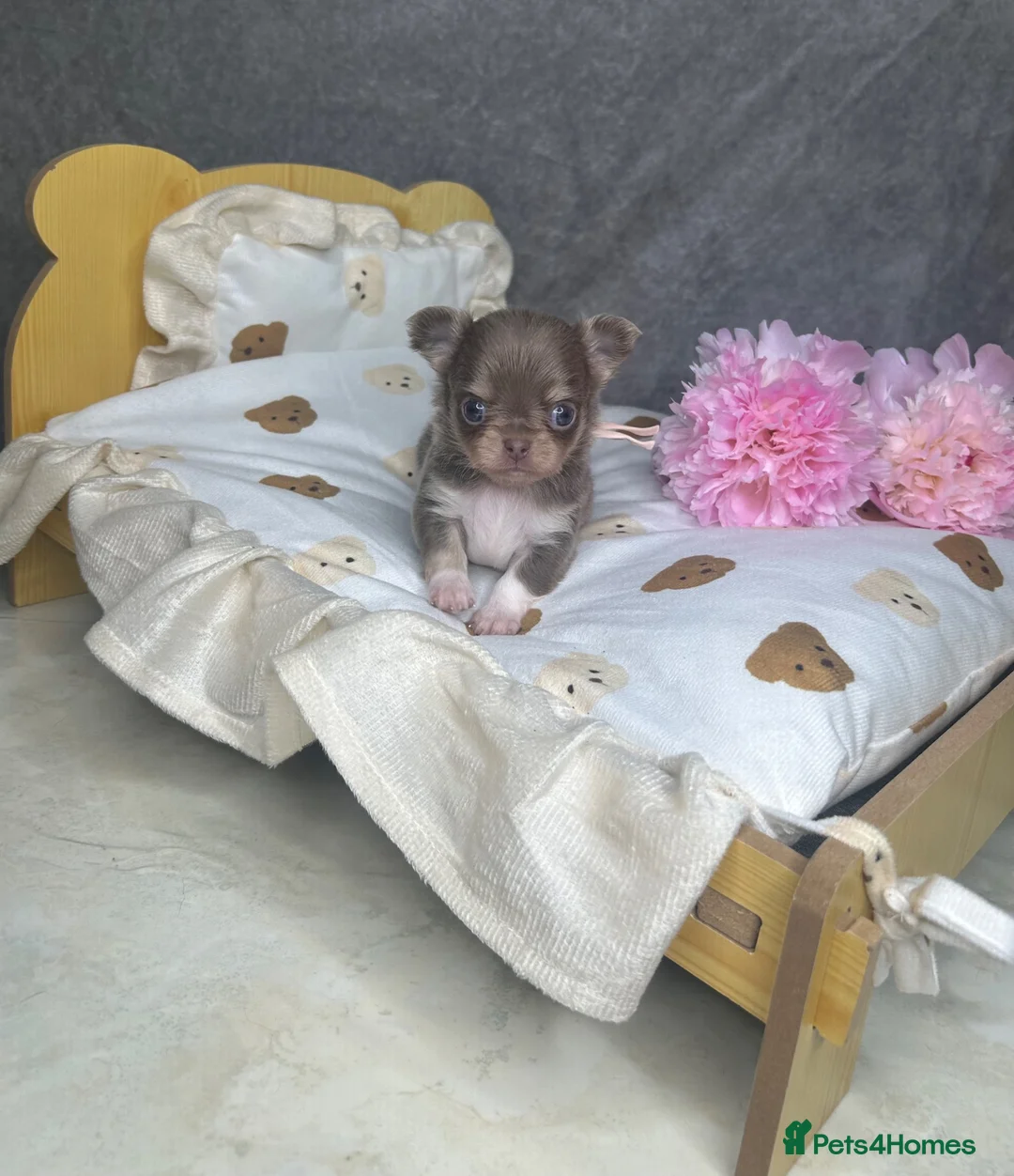 Chihuahua dogs for sale: Beautiful Lilac tri Chihuahua puppies KC  - Advert 31