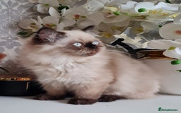Persian cats for sale: Himalayen persian kittens last boy ready now - Image 5