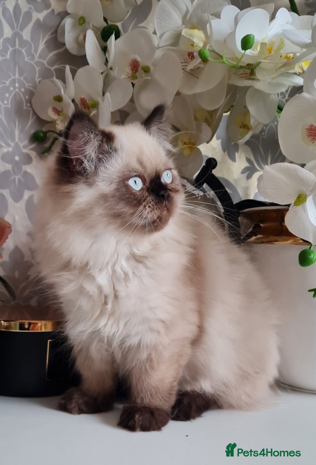 Persian cats for sale: Himalayen persian kittens last boy ready now - Image 5