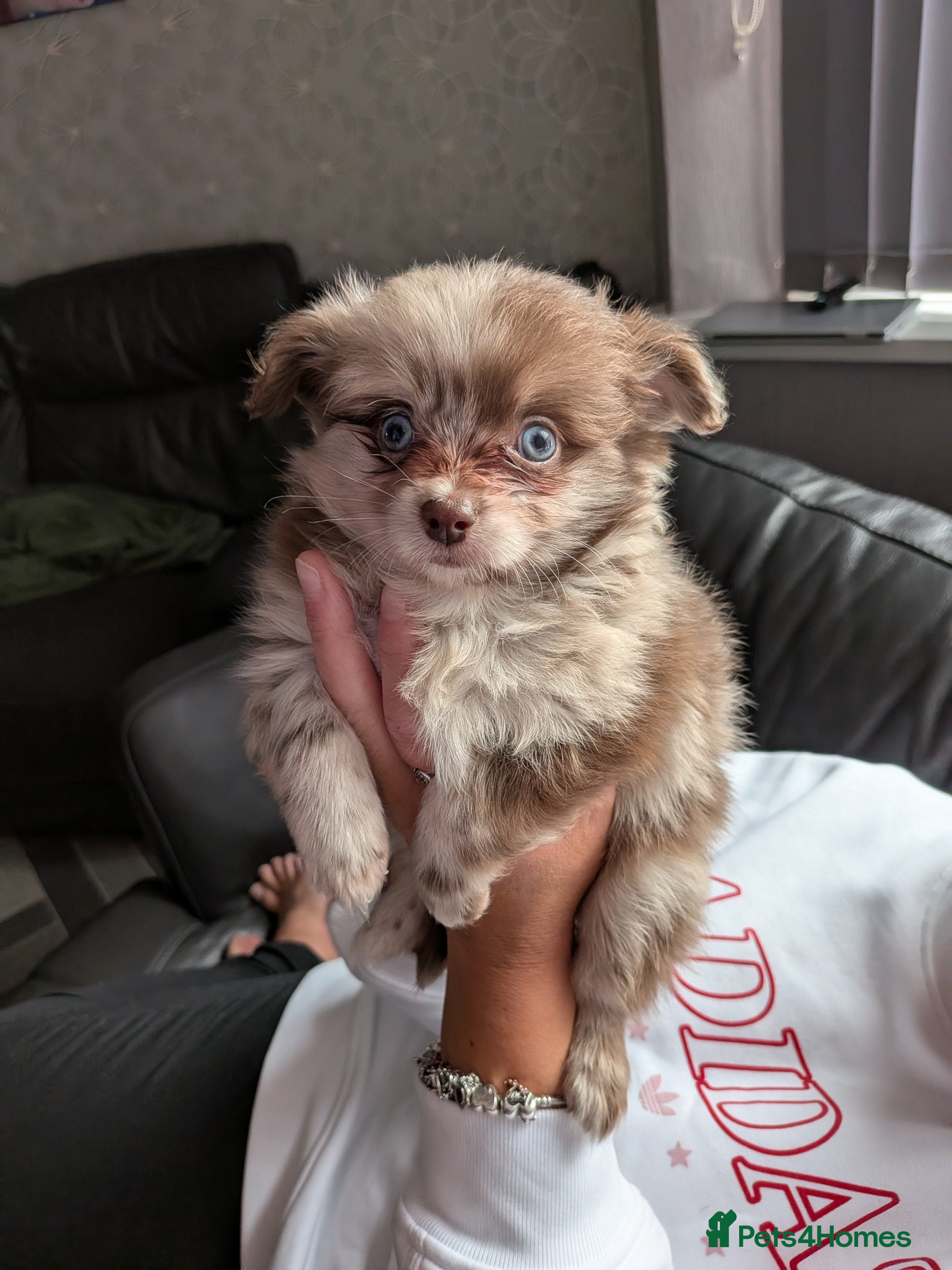 Pomchi dogs Beautiful Pomchi Puppies Loving 🏠 Reared Litters - Advert 12